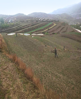 陇南柴胡尺度化种植试验田